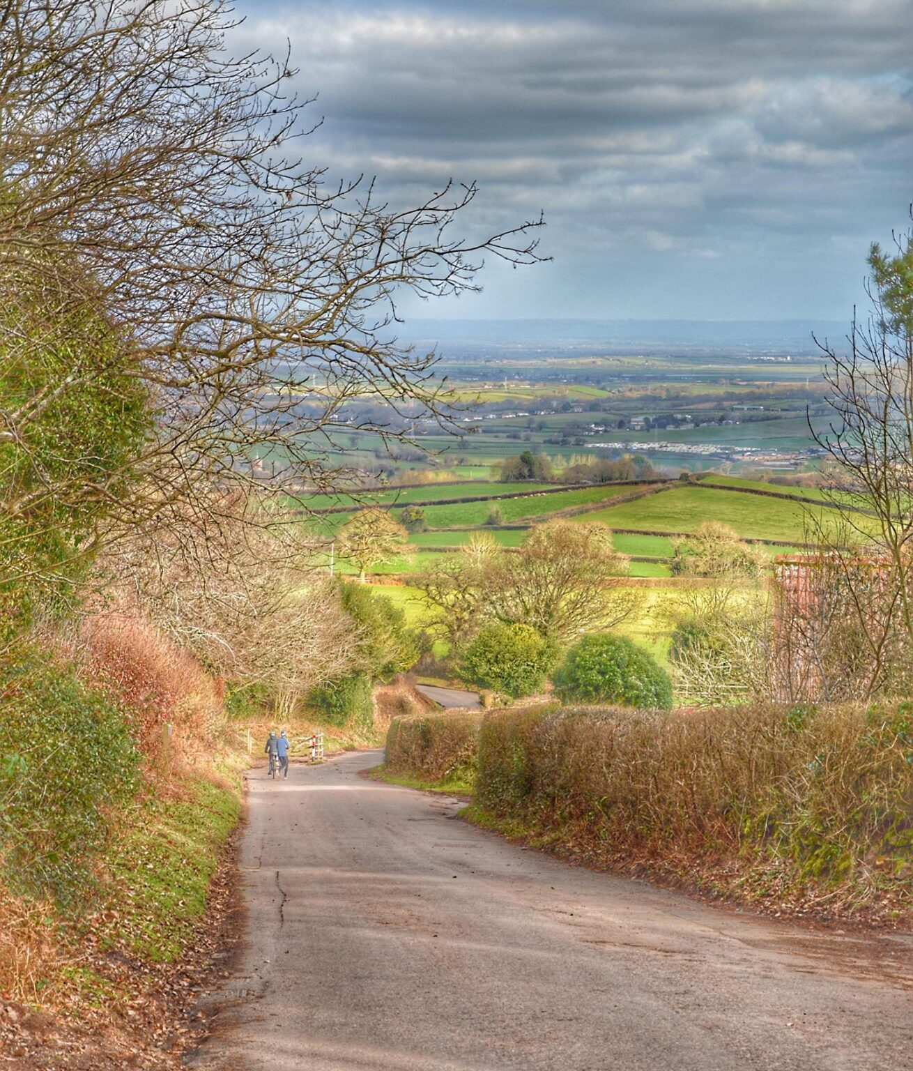Quantocks Winter Missing Hedges in the Quantocks National Landscape - Friends of the ...