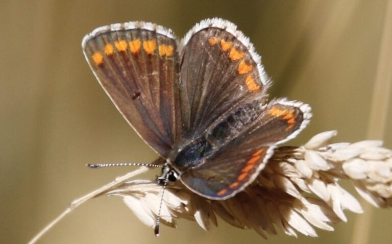 The Big Butterfly Count 2026 – a summer of extremes for UK species