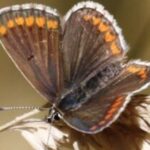 The Big Butterfly Count 2026 – a summer of extremes for UK species