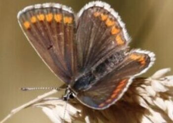 The Big Butterfly Count 2026 – a summer of extremes for UK species