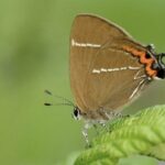 Big Butterfly Count – 2026