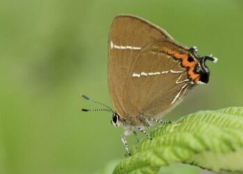 Big Butterfly Count – 2026