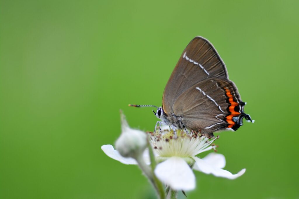 White-letter Hairstreak. Credit: Butterfly Conservation / Gilles San Martin