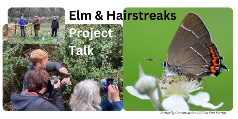 Elms and Hairstreaks