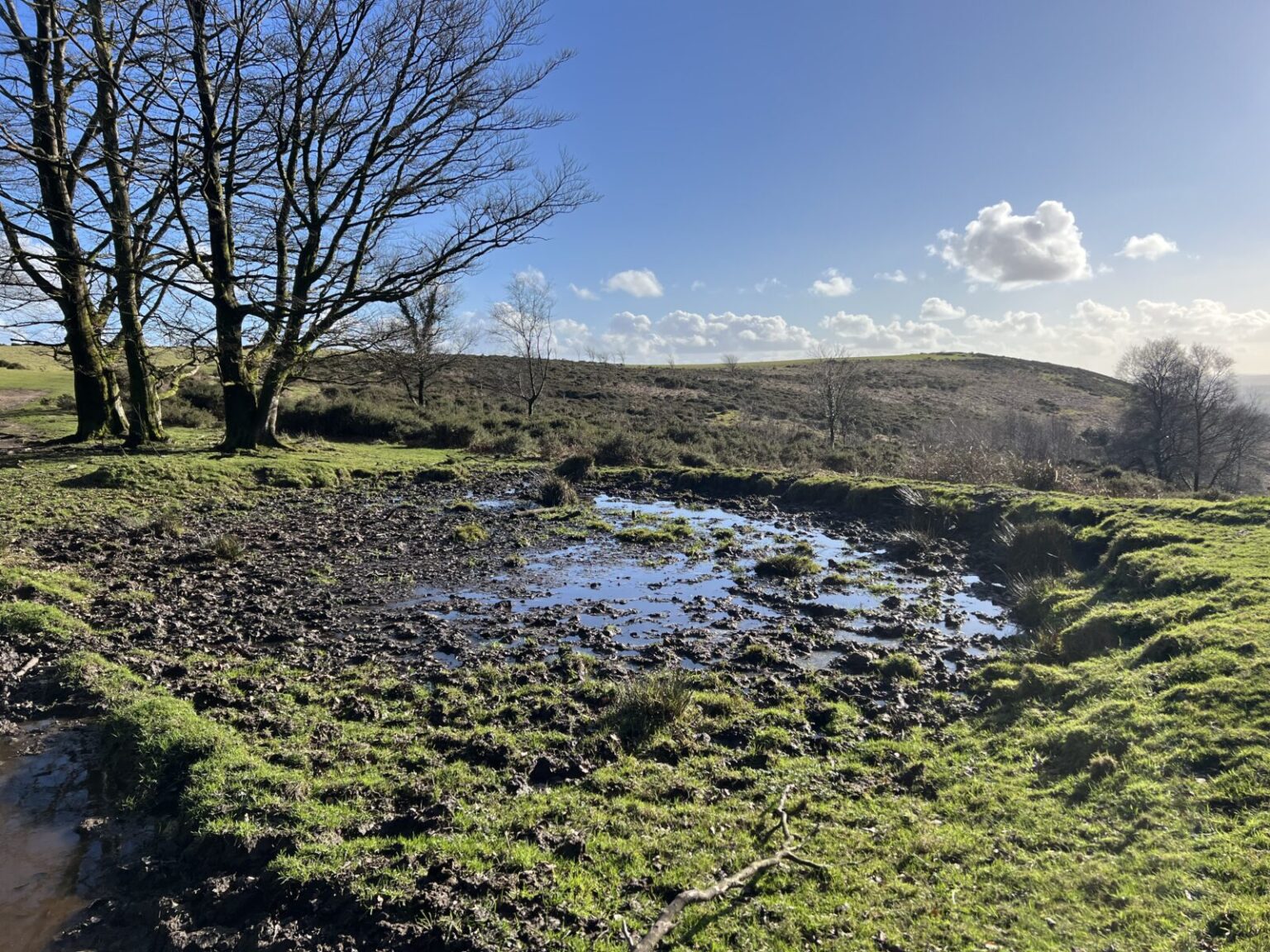 Pond life - Friends of the Quantocks