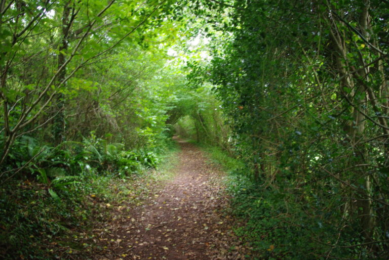 A talk on Enhancing Landscape Connectivity for Biodiversity. Spaxton, 19th November, 19.30