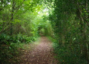 A talk on Enhancing Landscape Connectivity for Biodiversity. Spaxton, 19th November, 19.30