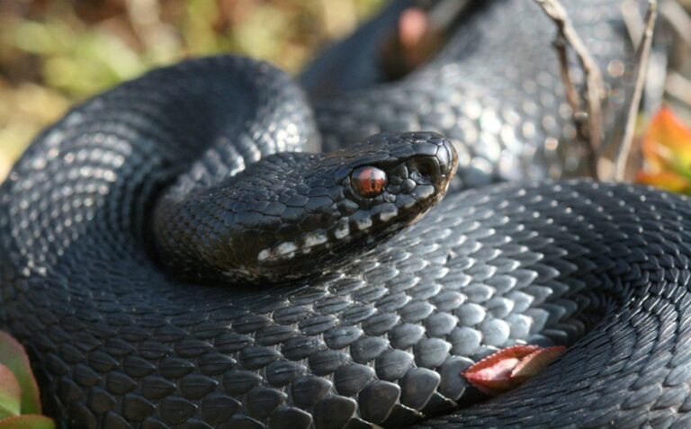 Slithering Under the Radar