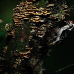 Lesser Spotted Woodpeckers on the Quantock Hills