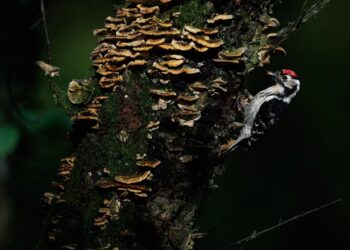 Lesser Spotted Woodpeckers on the Quantock Hills