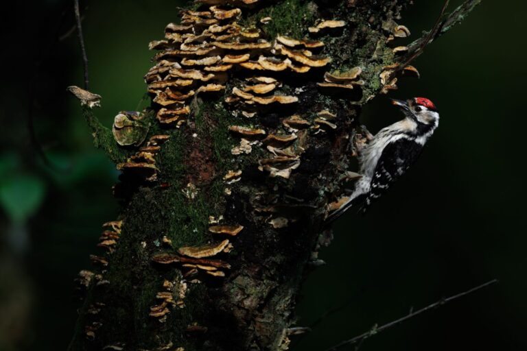 Lesser Spotted Woodpeckers on the Quantock Hills