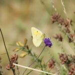 A very good year for butterflies