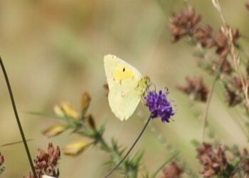 A very good year for butterflies