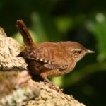 Protect our pets and save our songbirds