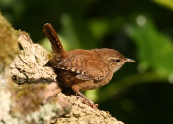 Protect our pets and save our songbirds