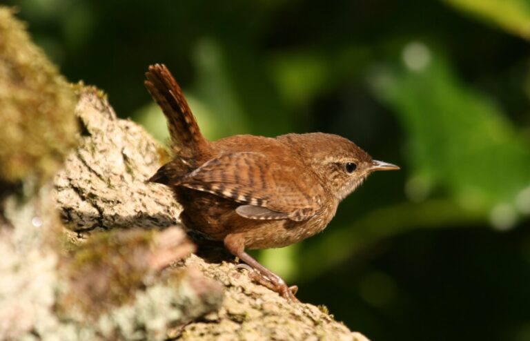 Protect our pets and save our songbirds