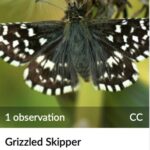 Seeking the Dingy and the Grizzled Skippers