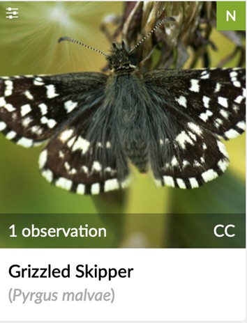 Seeking the Dingy and the Grizzled Skippers
