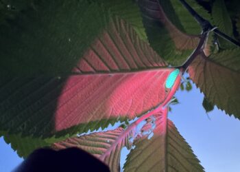 Rare caterpillars found in a third Quantock village!