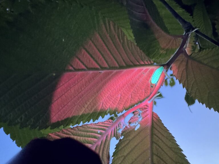 Rare caterpillars found in a third Quantock village!