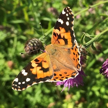 A painted lady butterfly with wings open