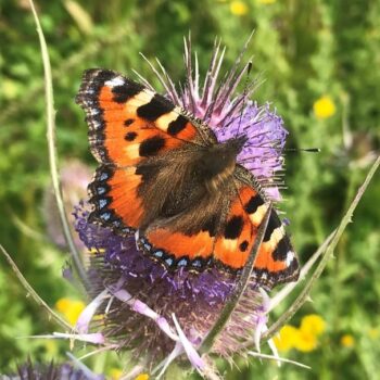 A small tortoiseshell butterfly sat on a teasel