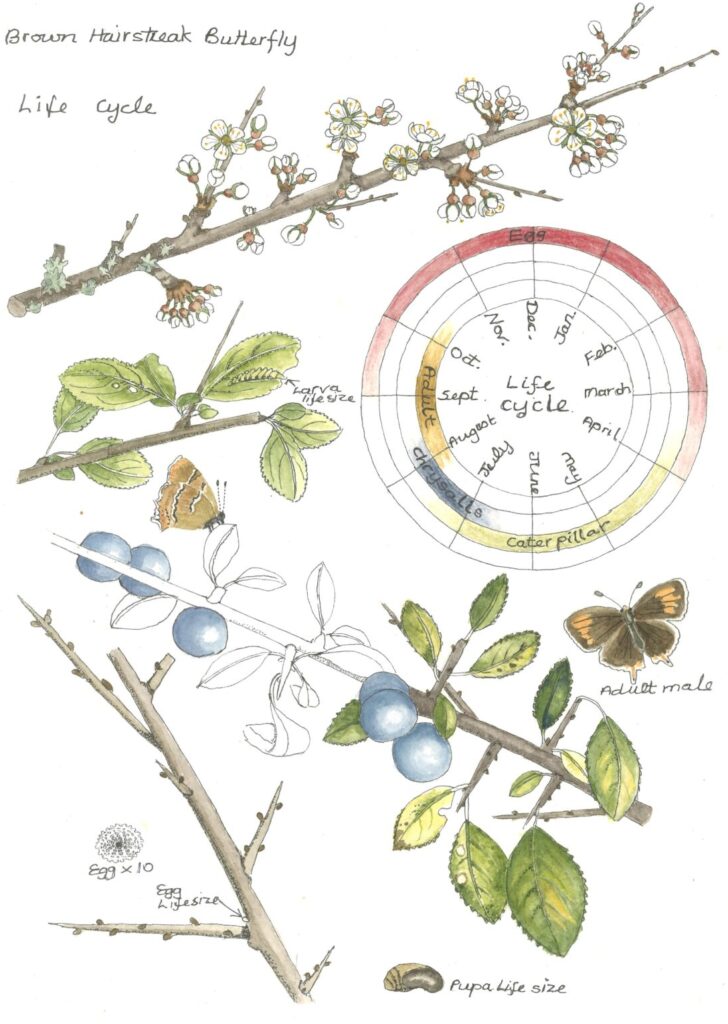 Botanical drawing of brown hairstreak and blackthorn