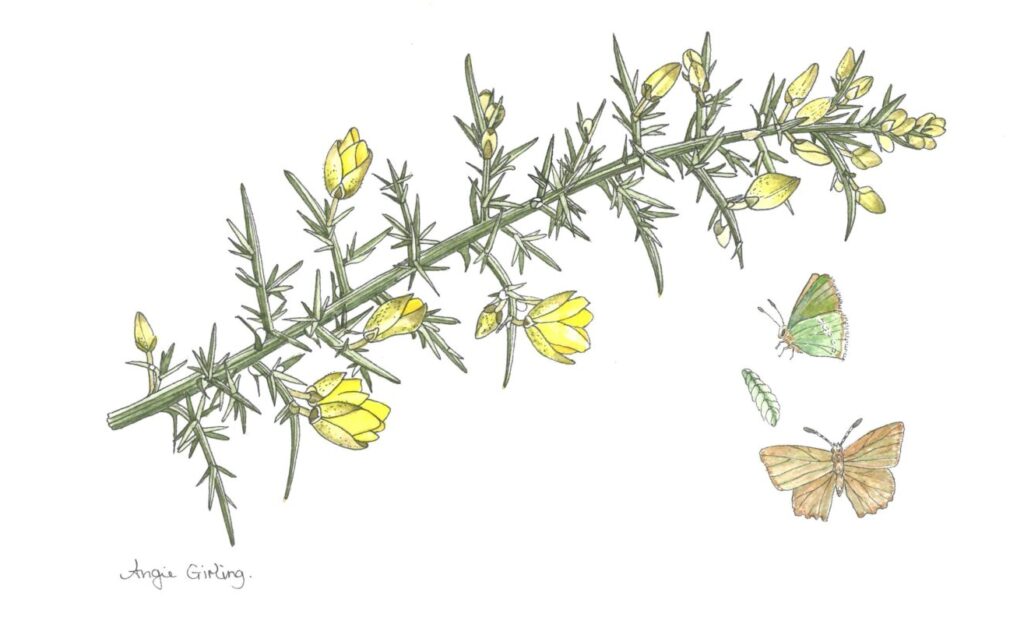 Botanical drawing of a Green Hairstreak and a gorse bush.