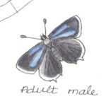 Hairstreak Butterflies Artwork