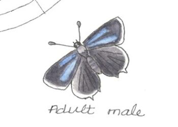 Hairstreak Butterflies Artwork
