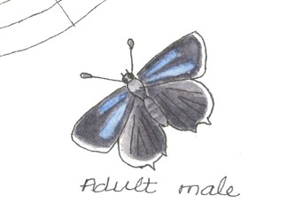 Hairstreak Butterflies Artwork