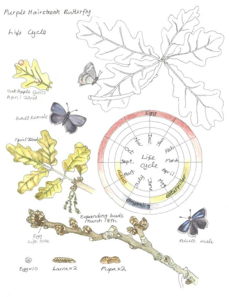 Botanical drawing of a purple hairstreak, oak leaves and lifecycle of the species