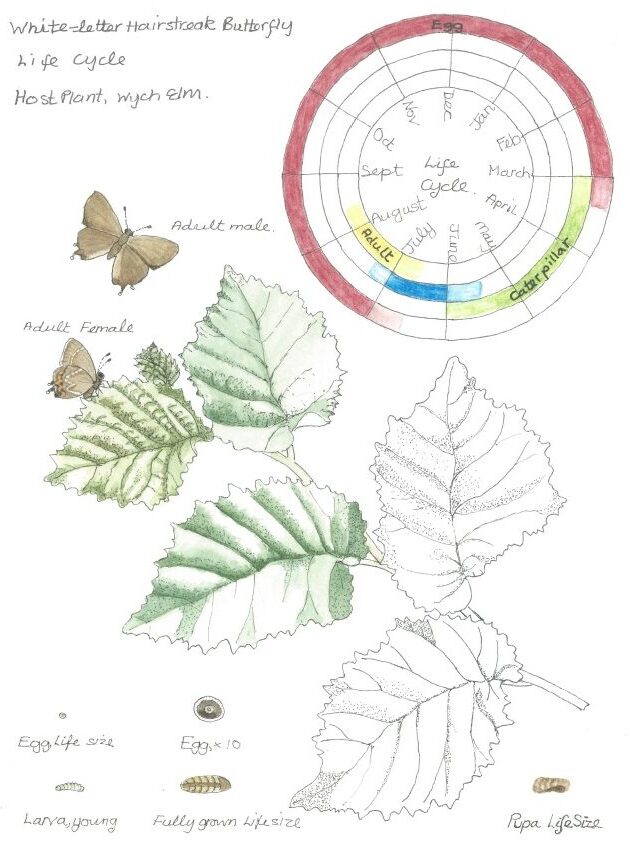 Botanical drawing of a white-letter hairstreak buttefly and elm leaves