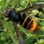 Yellow-Legged Asian Hornet Week
