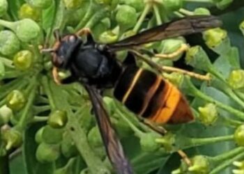 Yellow-Legged Asian Hornet Week
