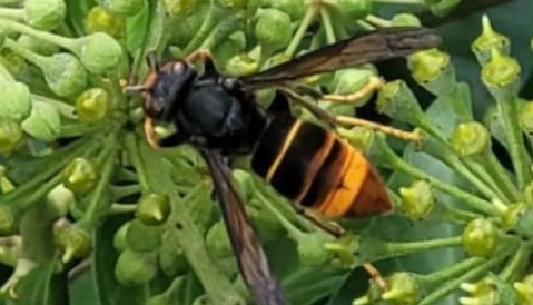 Yellow-Legged Asian Hornet Week