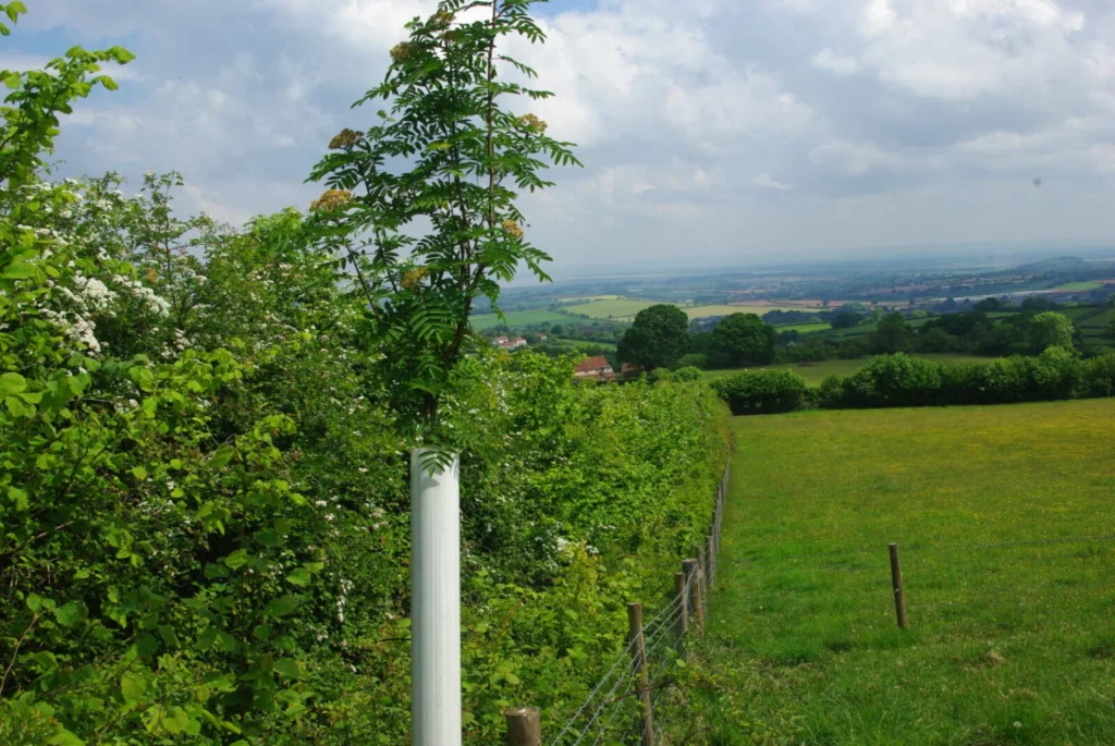 A view along a hedgerow that has been restored with standard trees